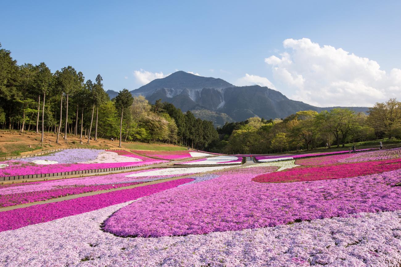 Stunning Views of Shibazakura Flower Fields