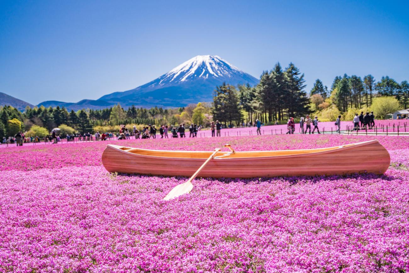 A Colorful Carpet of Flowers at the Fuji Shibazakura Festival