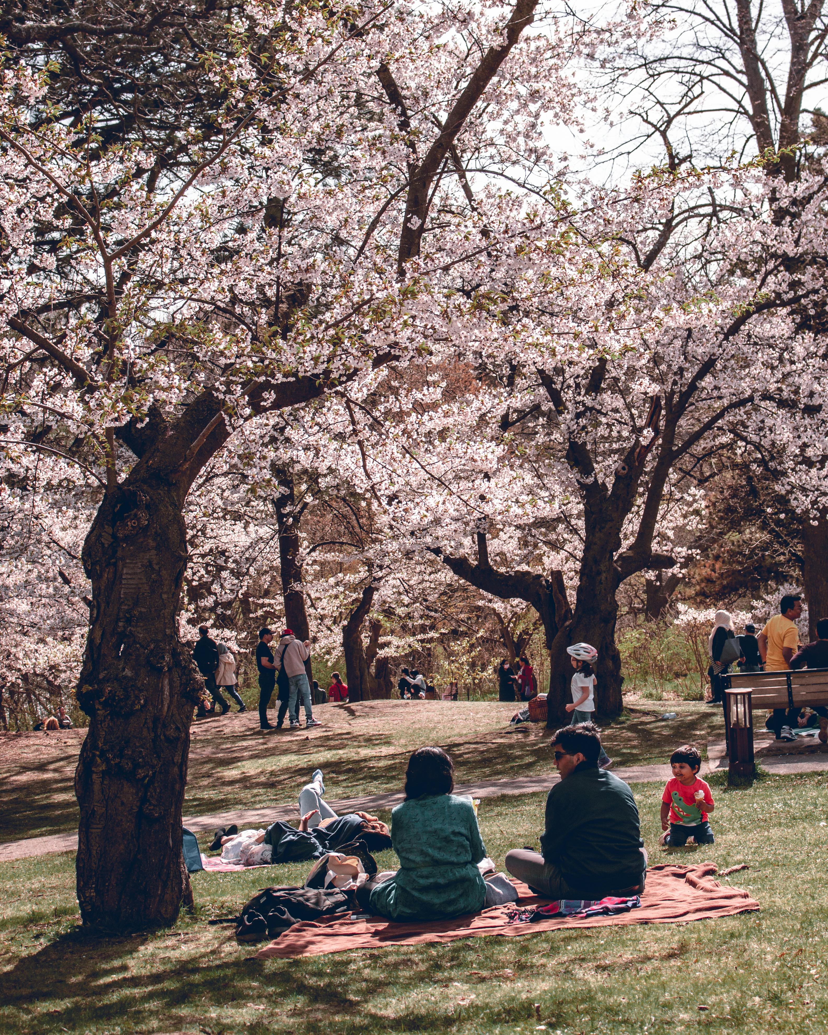 The Meaning Behind the Hanami Festival: More Than Just Watching Cherry Blossoms